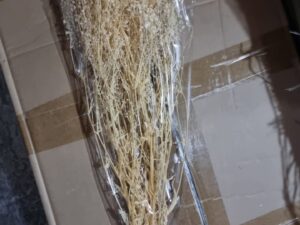 104110 أزهار جيبسوفيلا لون باج